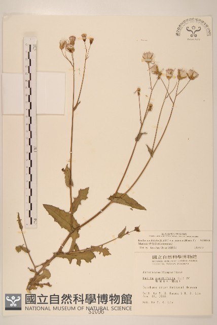 紫背草藏品圖，第1張