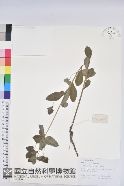 登錄號:S131096藏品圖，第1張