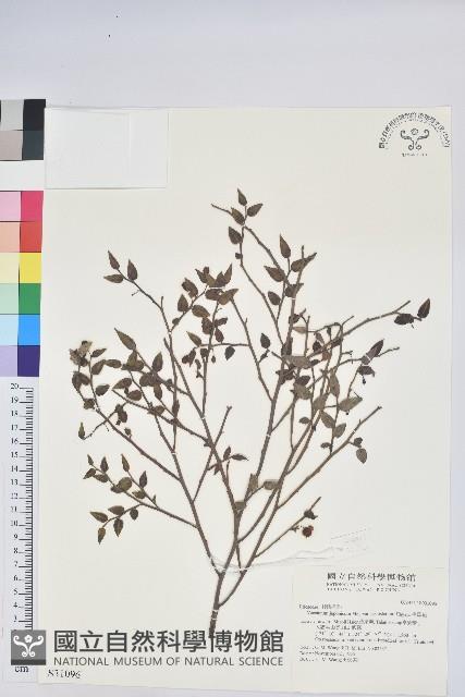 毛蕊花藏品圖，第1張