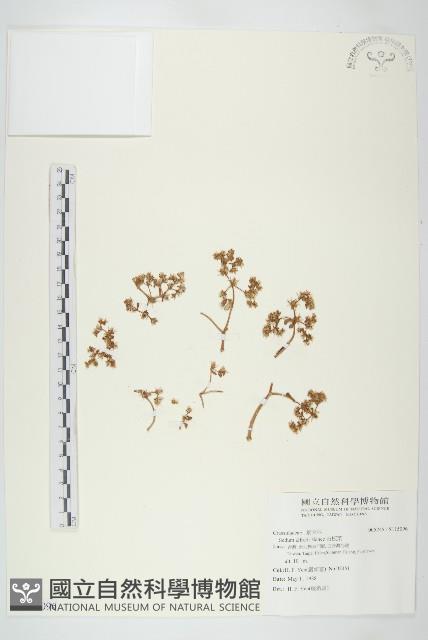 石板菜藏品圖，第1張