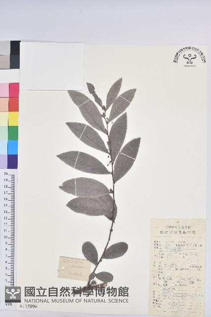 紅毛饅頭果藏品圖，第1張