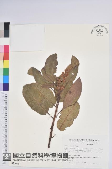 薩拉草莓樹藏品圖，第1張