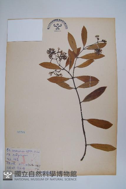 小錦蘭藏品圖，第1張