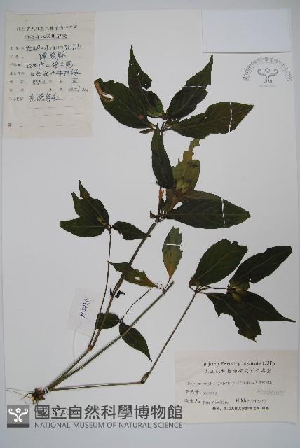 九頭獅子草藏品圖，第1張