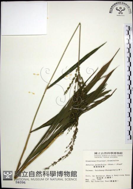 棕葉狗尾草藏品圖，第1張