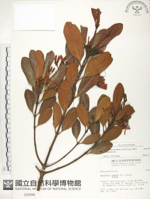 水筆仔藏品圖，第1張