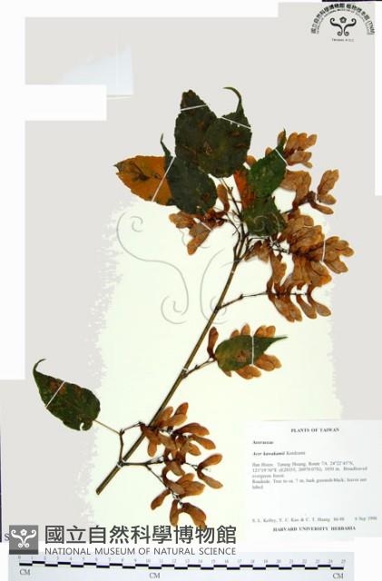 尖葉槭藏品圖，第1張