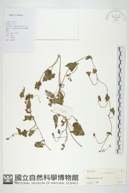 登錄號:S127096藏品圖，第1張