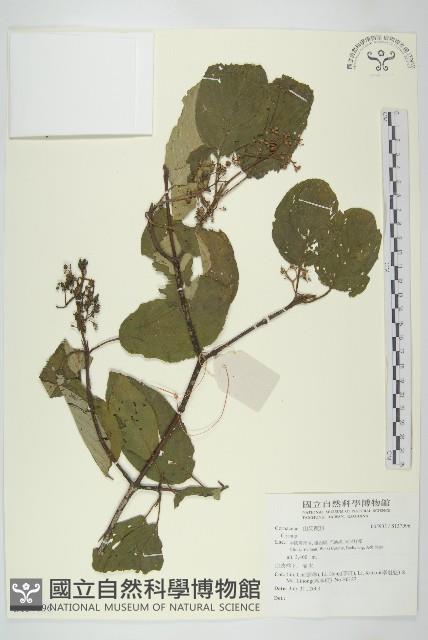 登錄號:S137096藏品圖，第1張