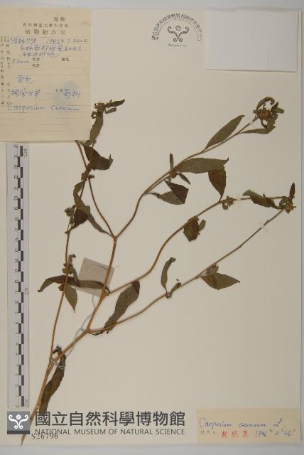 杓兒菜藏品圖，第1張