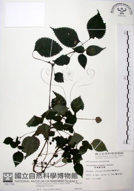 長梗盤花麻藏品圖，第1張