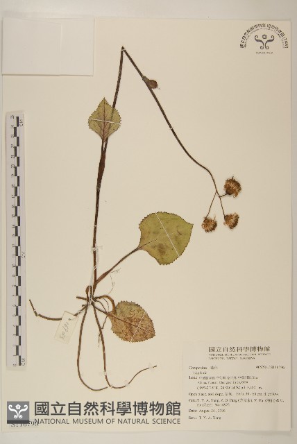 東俄洛橐吾藏品圖，第1張