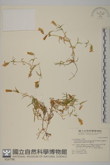 禿玉山蠅子草藏品圖，第1張