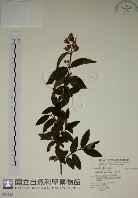 大葉溲疏藏品圖，第1張