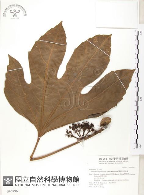 蘭嶼八角金盤藏品圖，第1張