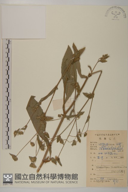 白花地膽草藏品圖，第1張