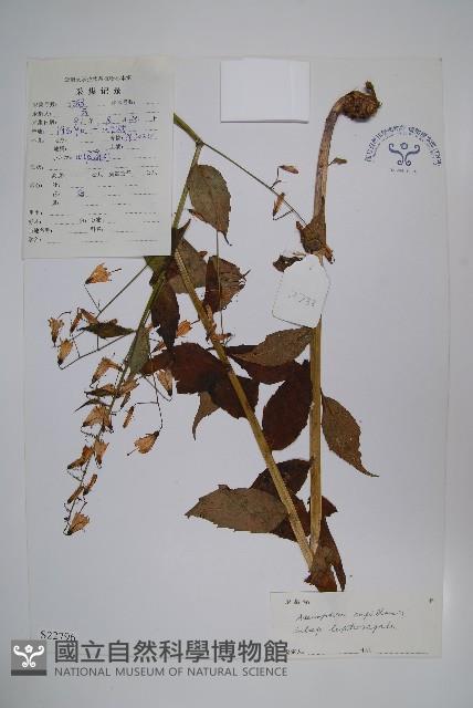 細萼沙參藏品圖，第1張