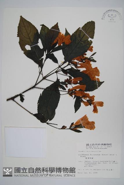 馬藍藏品圖，第1張