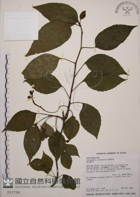 阿里山五味子藏品圖，第1張