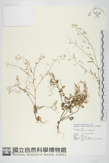 薺藏品圖，第1張