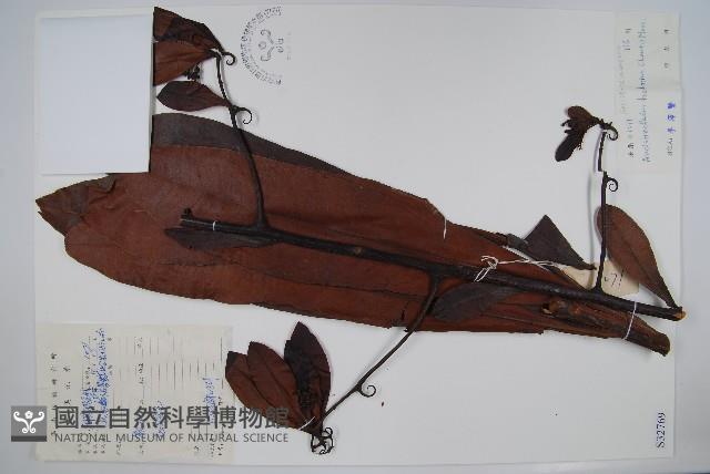 山小桔藏品圖，第1張