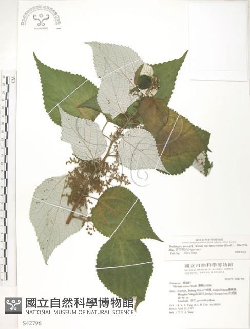 青苧麻藏品圖，第1張