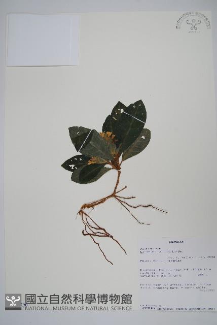 登錄號:S100796藏品圖，第1張