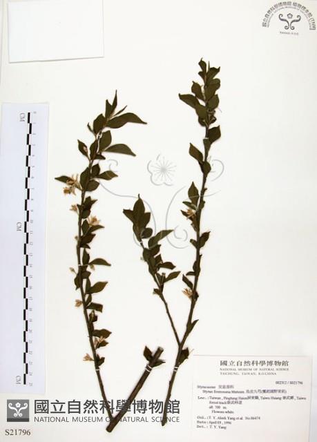 烏皮九芎、奮起湖野茉莉藏品圖，第1張