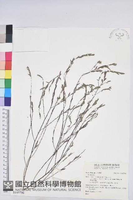 登錄號:S145796藏品圖，第1張