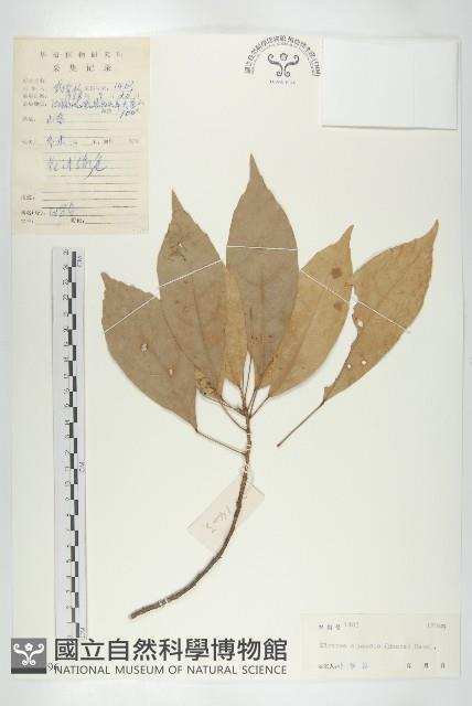 猴歡喜藏品圖，第1張