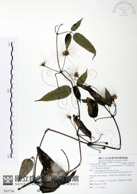 森氏鐵線蓮藏品圖，第1張