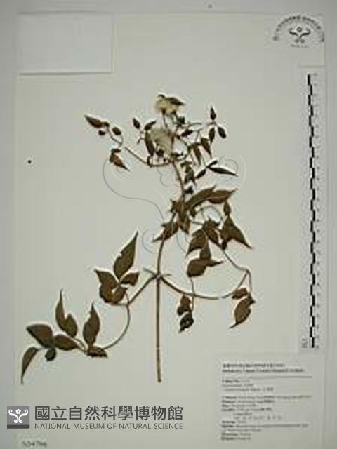 小木通藏品圖，第1張