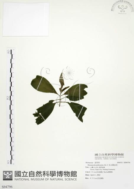毛玉葉金花藏品圖，第1張