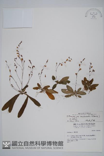 哈哼花藏品圖，第1張