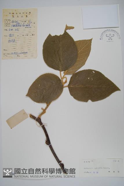 毛花楊桃藏品圖，第1張