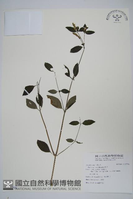 爵床藏品圖，第1張