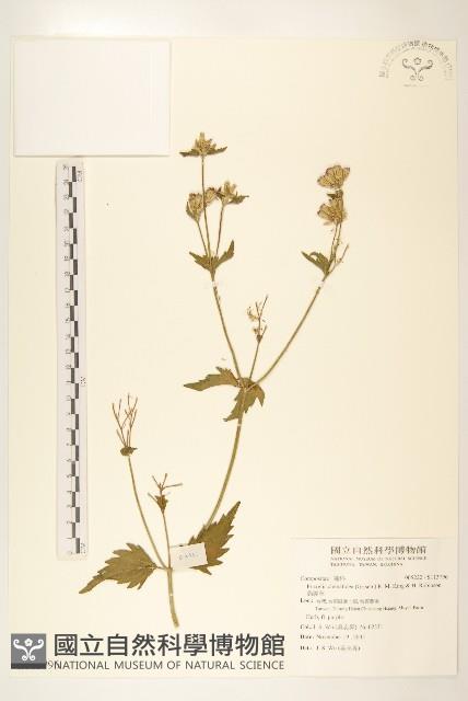 貓腥草藏品圖，第1張