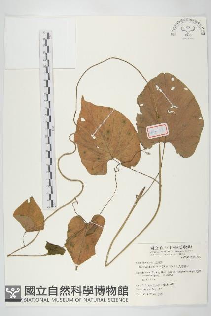 大萼旋花藏品圖，第1張