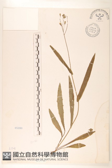 兔仔菜藏品圖，第1張