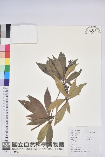 美麗馬醉木藏品圖，第1張