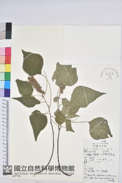 登錄號:S047796藏品圖，第1張