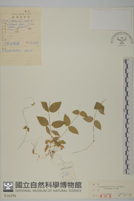 蔓假繁縷藏品圖，第1張