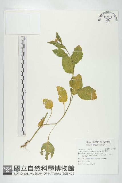 廣東葶藶藏品圖，第1張