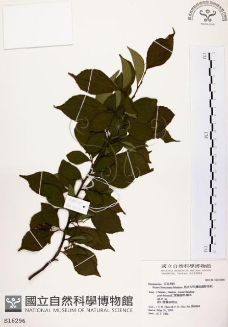 烏皮九芎、奮起湖野茉莉藏品圖，第1張