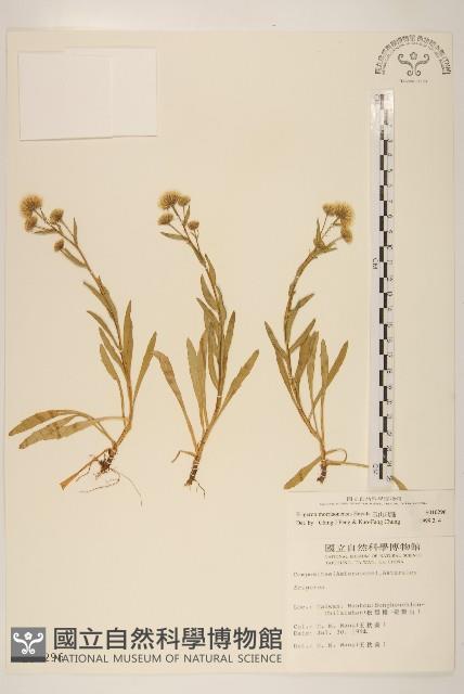 玉山飛蓬藏品圖，第1張