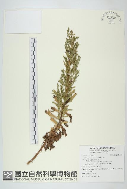 牡蒿藏品圖，第1張