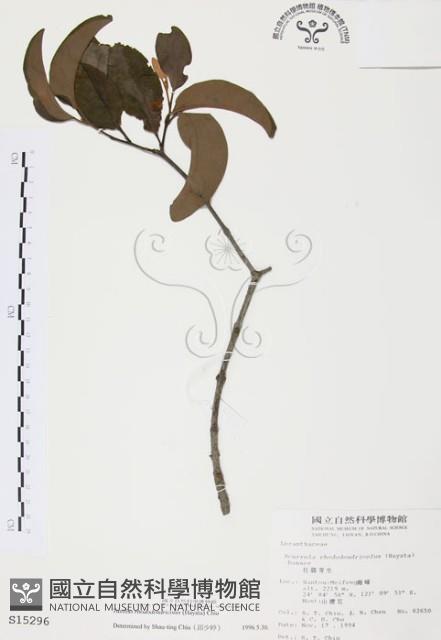 杜鵑桑寄生藏品圖，第1張