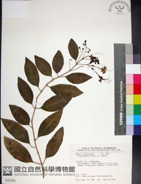 Seaside clerodendrun Collection Image