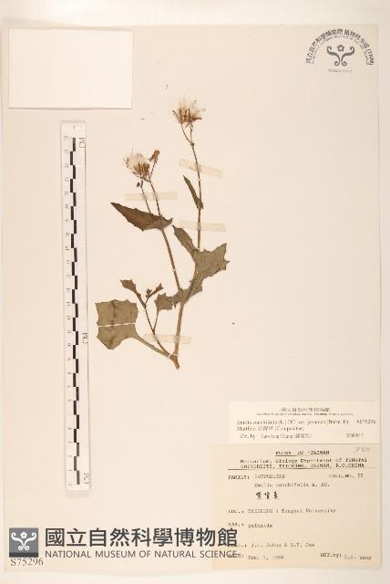 紫背草藏品圖，第1張