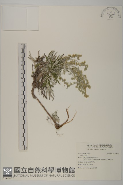 登錄號:S124296藏品圖，第1張